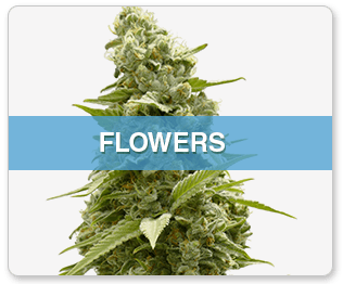 Buy Weed Online, BuyWeed247