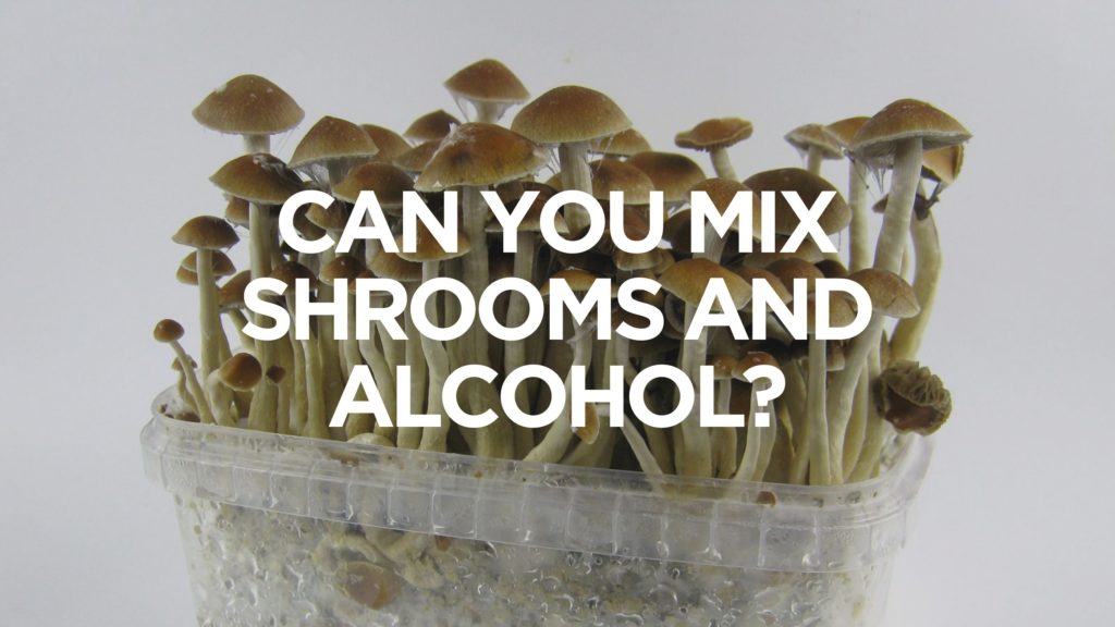 can-you-mix-shrooms-and-alcohol