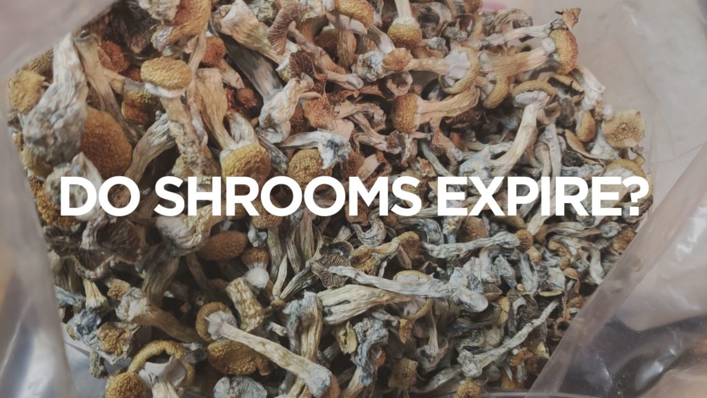 do-shrooms-expire