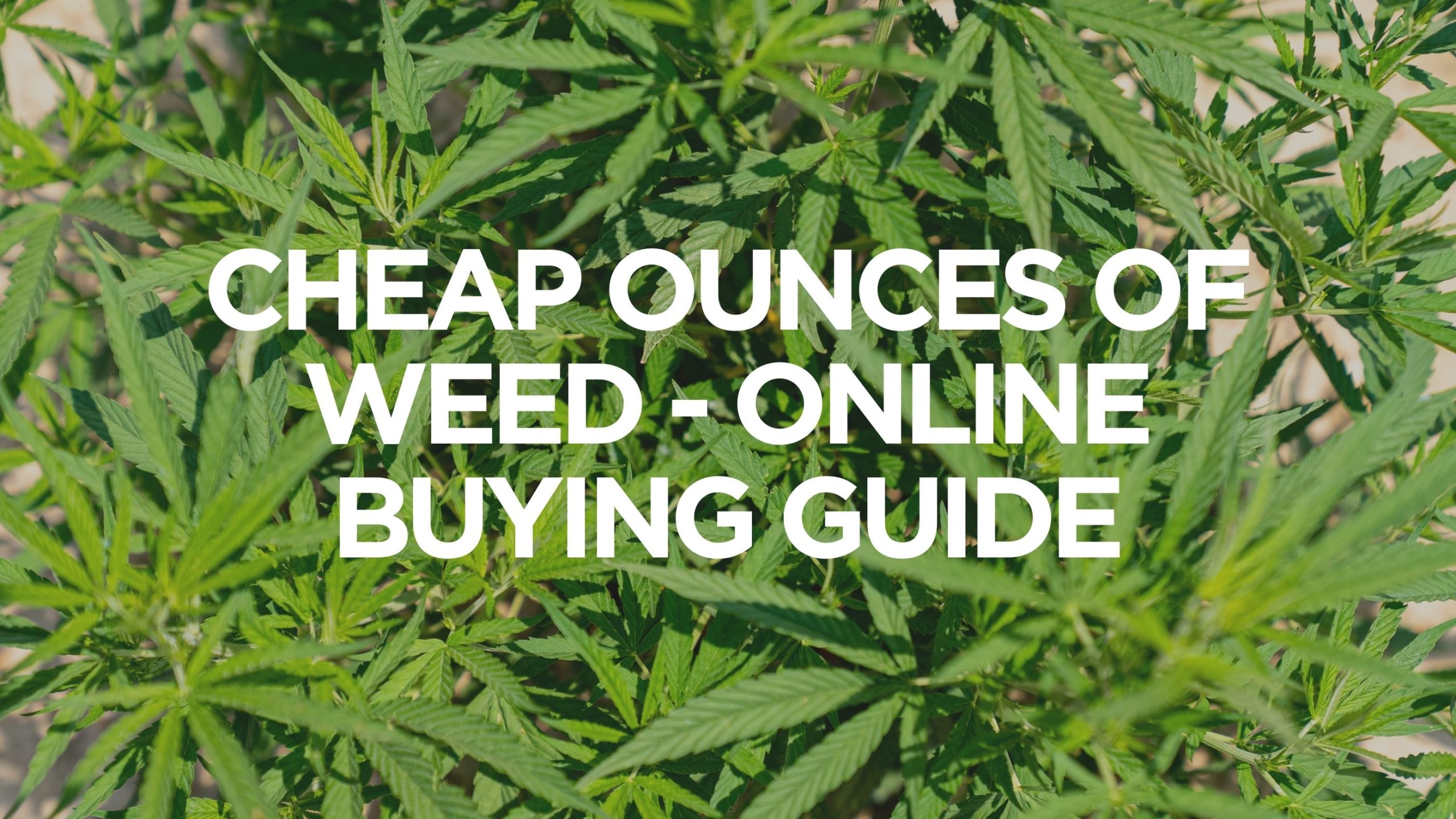 Cheap Ounces of Weed – Online Buying Guide, BuyWeed247