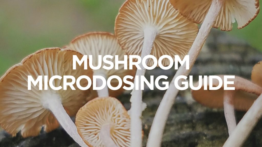 mushroom-microdosing-guide
