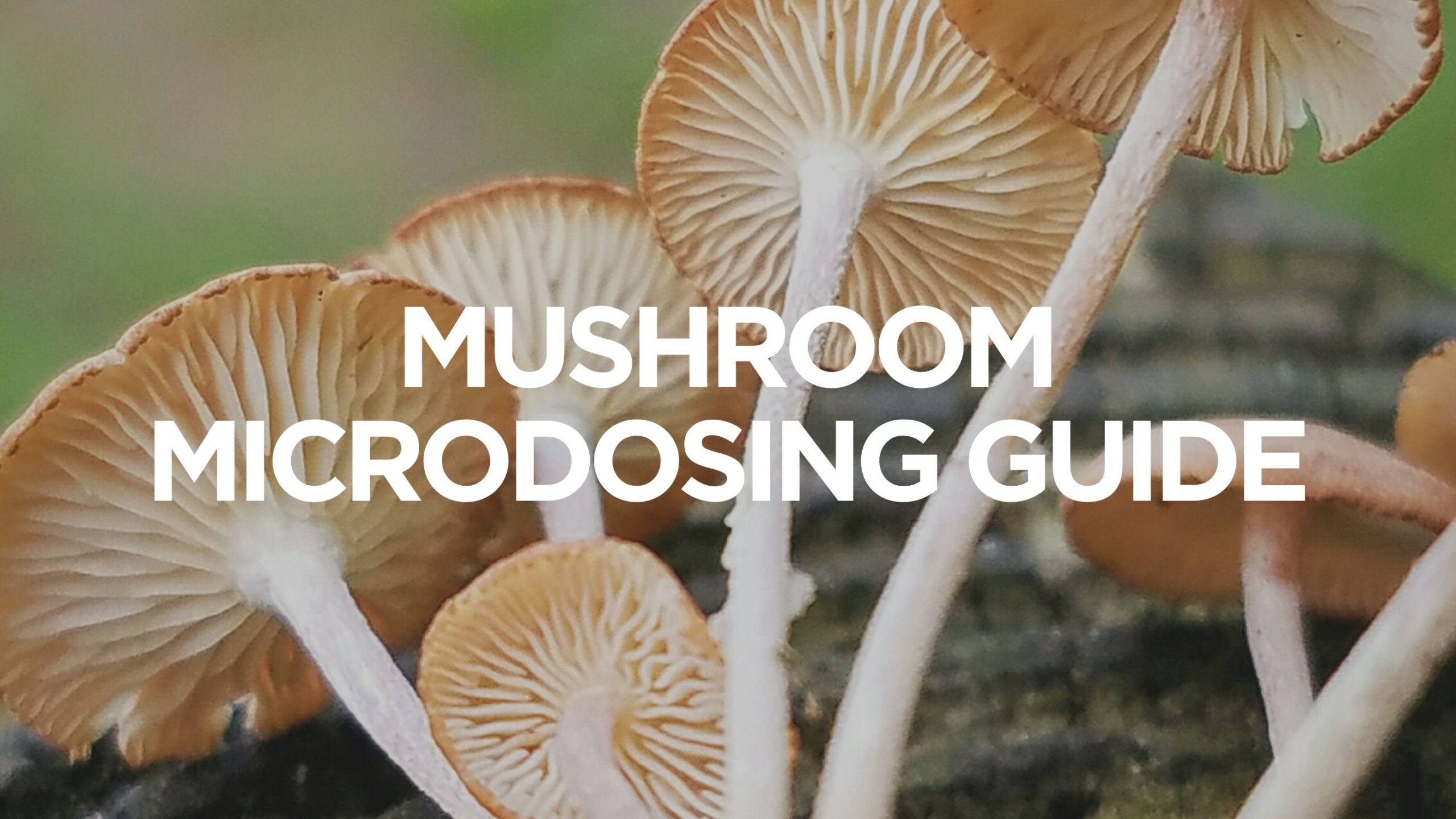 Mushroom Microdosing Guide, BuyWeed247