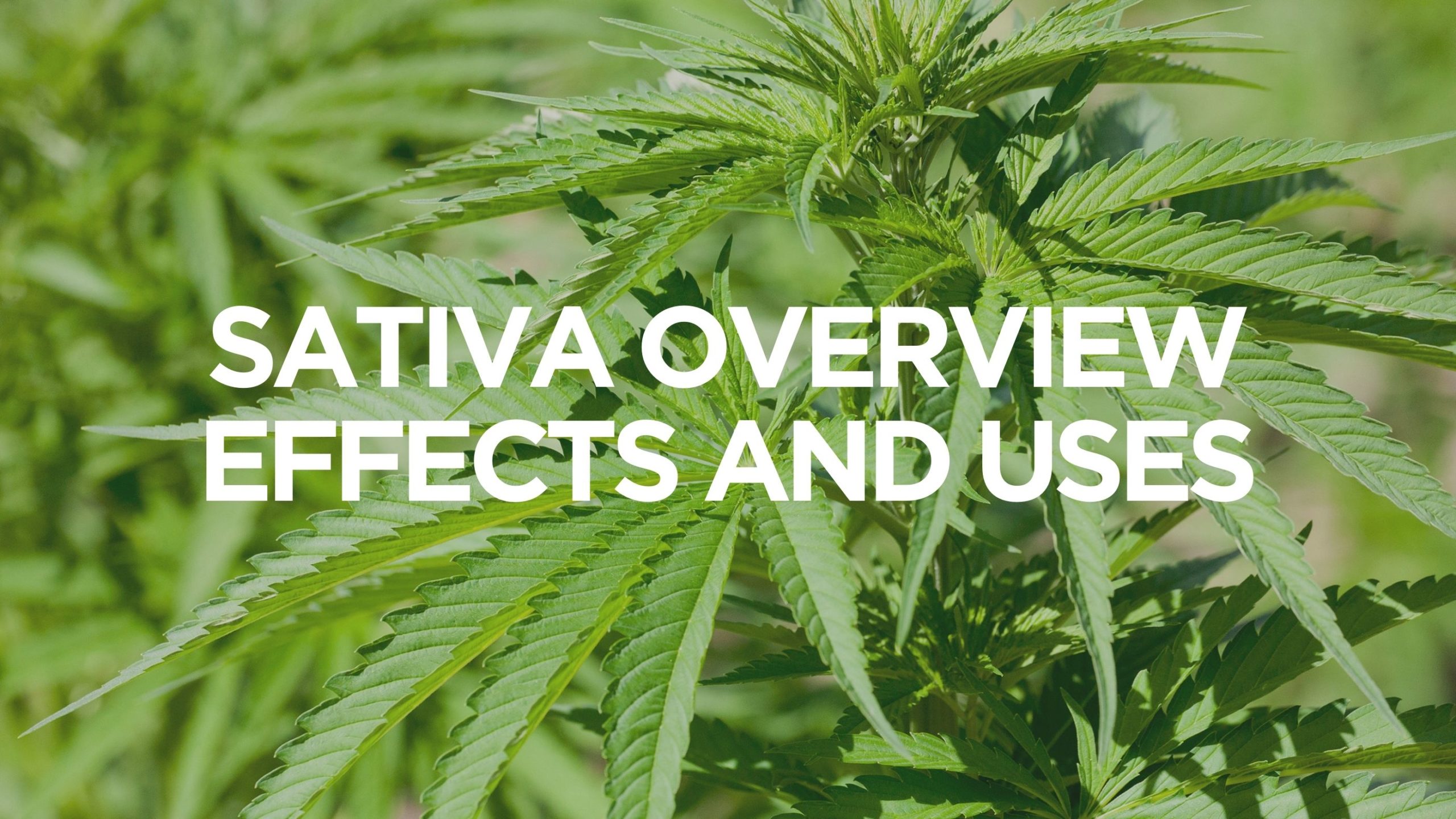 Sativa Overview &ndash; Effects and Uses, BuyWeed247