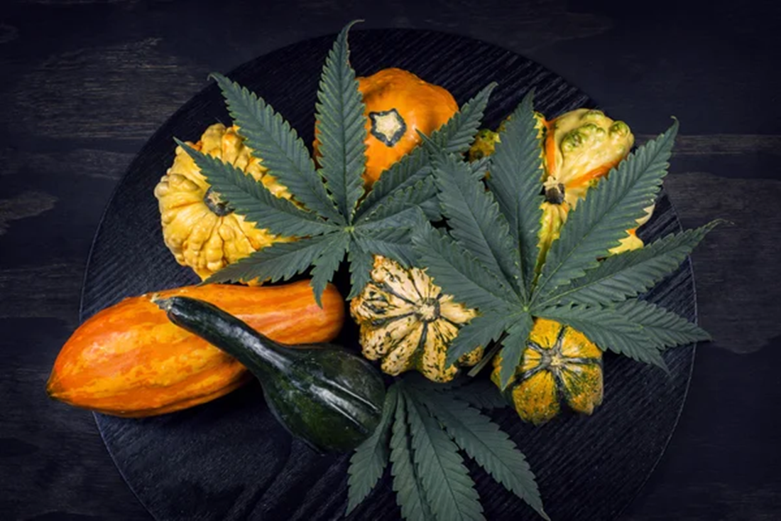 Our Spooky Sales This Halloween, BuyWeed247