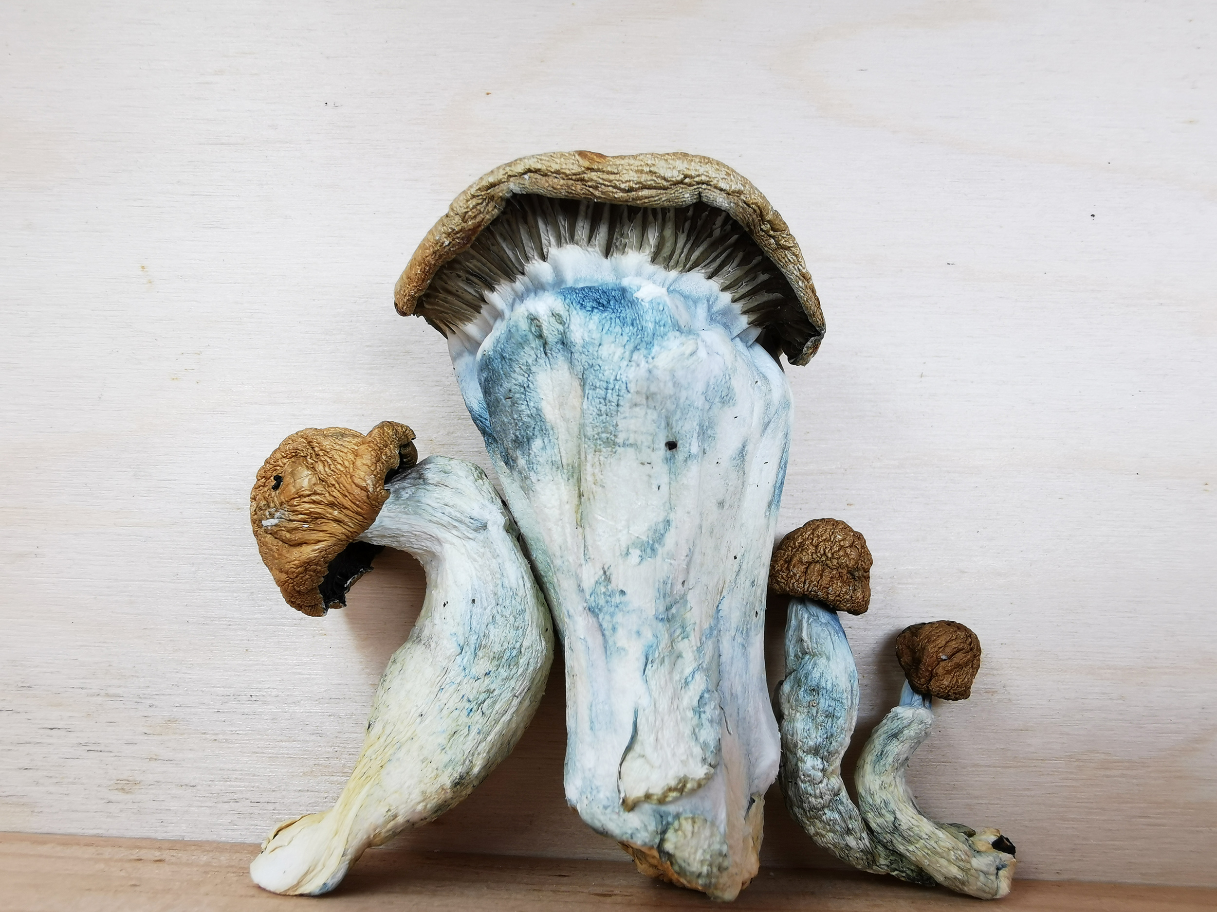 IMG_20250529_135714_2500 Mountain Resort's Blue Pulaski Magic Mushroom - Image 1