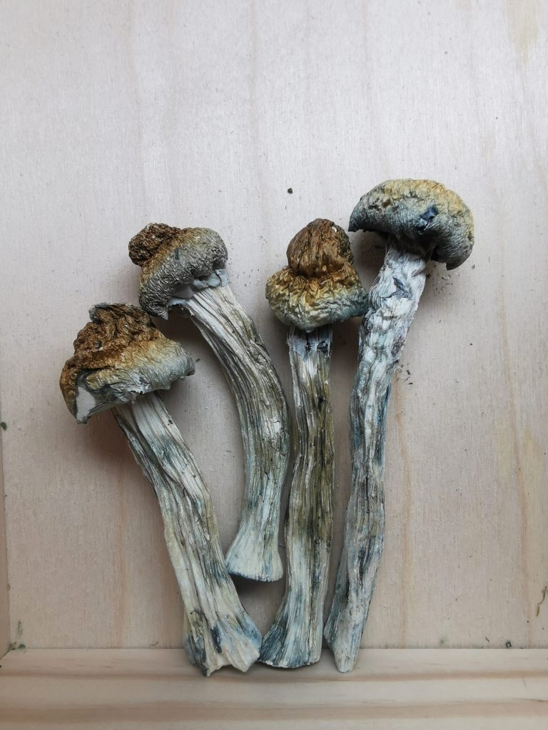 Buy Weed Online Canada Best Dispensary Swan River Manitoba, BuyWeed247